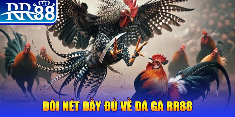 bet 169 gà chọi hoà phong