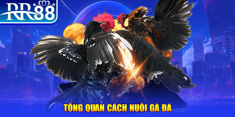 bet 169 xổ số thứ ba