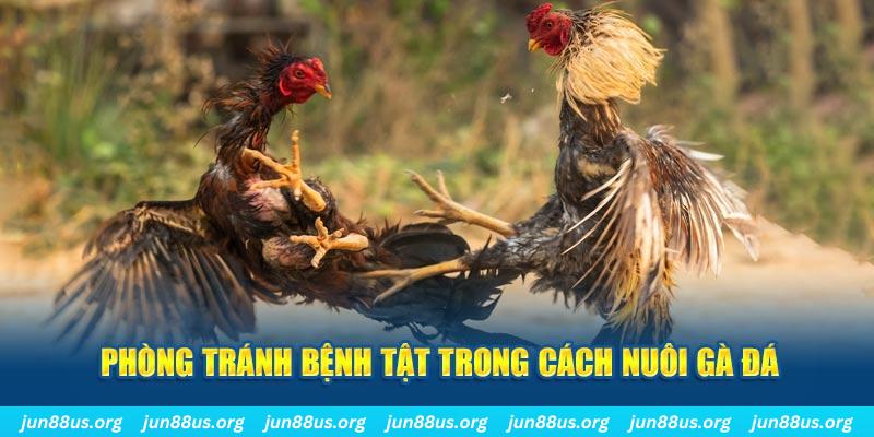 bet 169 natural” trong baccarat nghĩa là gì？